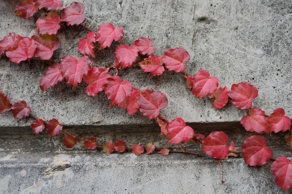 podzimní atmosféra na plotě z betonu